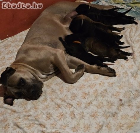 Cane Corso kölykök