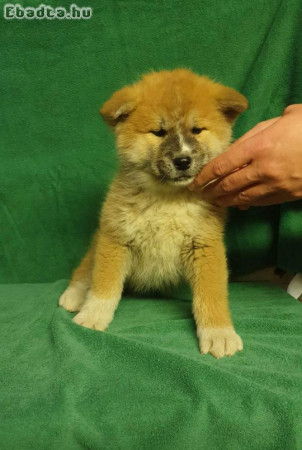 Eladó Akita Inu