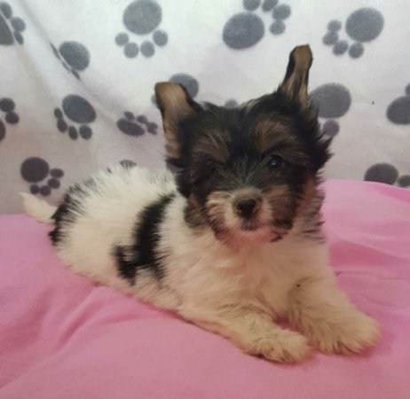 Yorkshire terrier biewer MINI