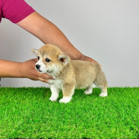 Pembroke Welsh Corgi