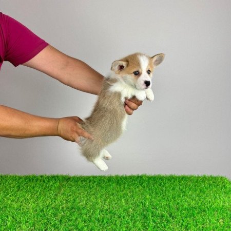 Pembroke Welsh Corgi