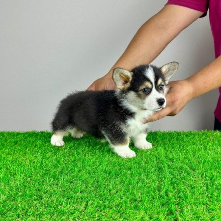 Pembroke Welsh Corgi