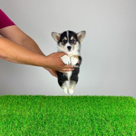 Pembroke Welsh Corgi