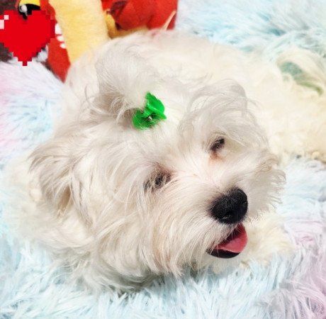Bichon Havanese