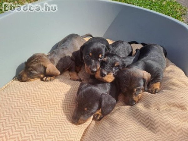 Szálkásszőrű tacskó