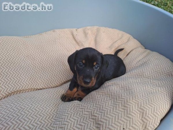 Szálkásszőrű tacskó