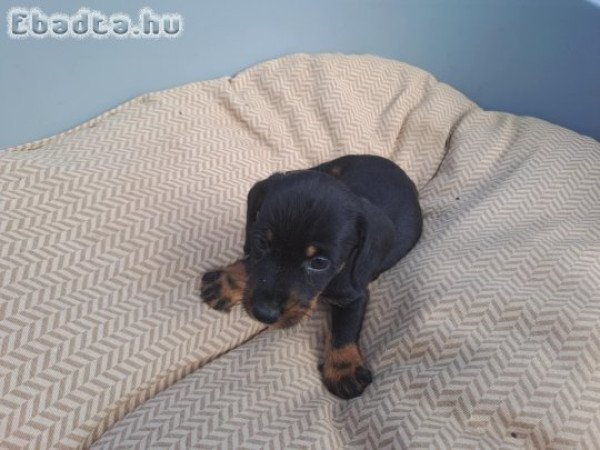 Szálkásszőrű tacskó