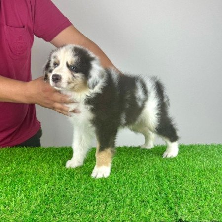 Ausztrál juhászkutya