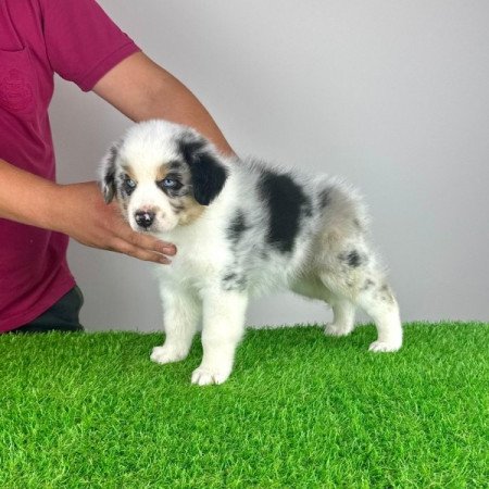 Ausztrál juhászkutya