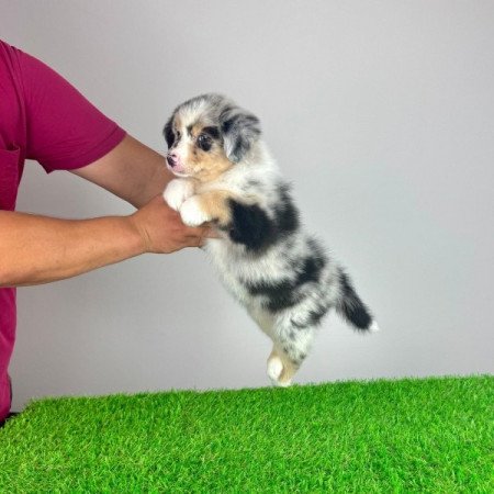 Ausztrál juhászkutya