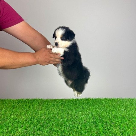 Ausztrál juhászkutya