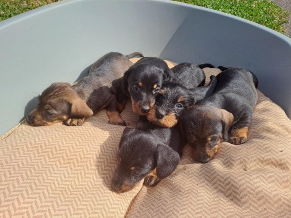 Szálkásszőrű tacskó