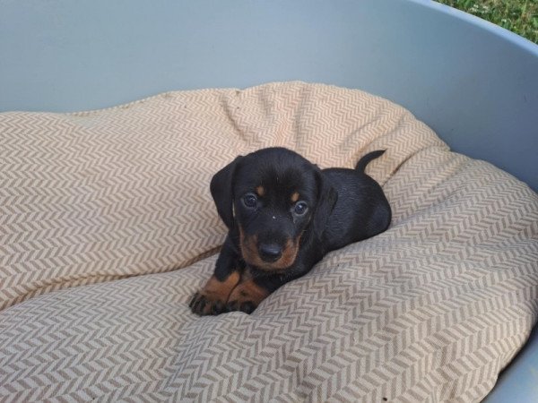 Szálkásszőrű tacskó