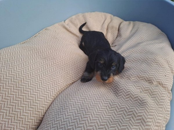 Szálkásszőrű tacskó