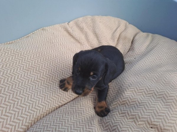 Szálkásszőrű tacskó