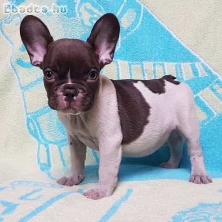 Francia bulldog kölyök örökbefogadás