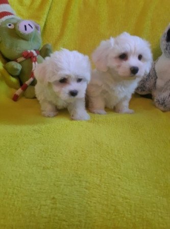 bichon havanese