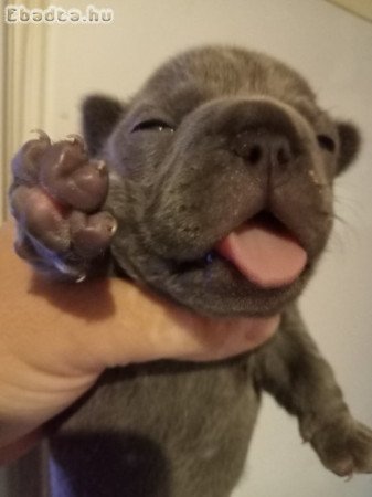 Francia bulldog kiskutya előjegyezhető!