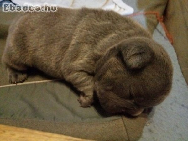 Francia bulldog kiskutya előjegyezhető!