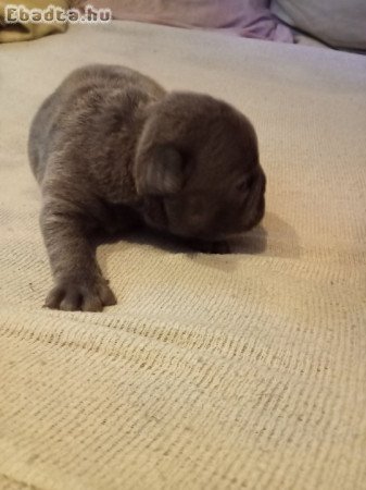 Francia bulldog kiskutya előjegyezhető!