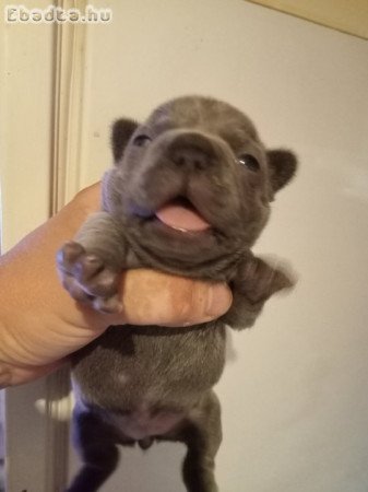 Francia bulldog kiskutya előjegyezhető!