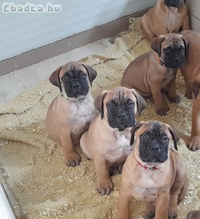 Bullmastiff tkv-es kiskutyák eladók Pest megyében