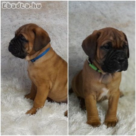 Bullmastiff tkv-es kiskutyák eladók Pest megyében