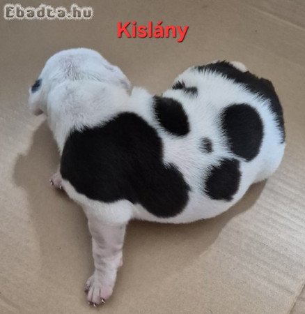 Staffi kicsik költöznének