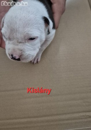 Staffi kicsik költöznének