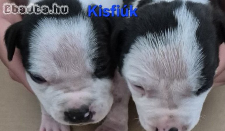 Staffi kicsik költöznének