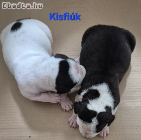 Staffi kicsik költöznének