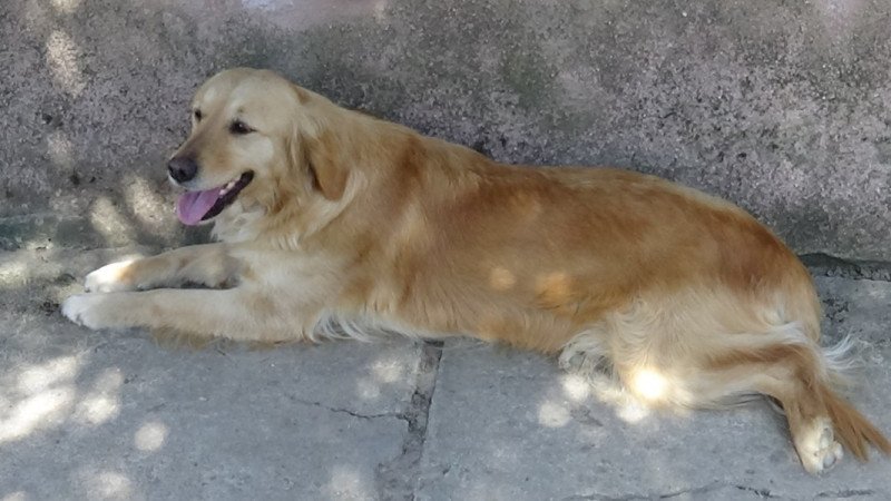 Golden retriever