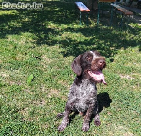 Drótszőrű német vizsla