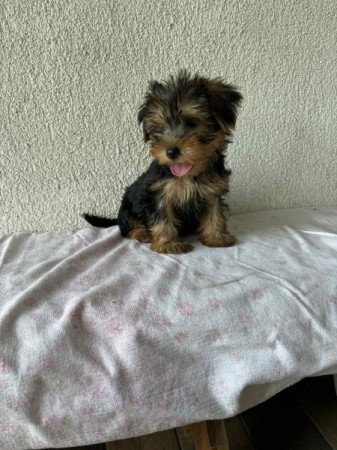Yorkshire terrier