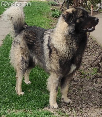 Sarplaninai juhászkutya