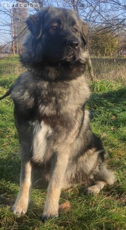 Sarplaninai juhászkutya