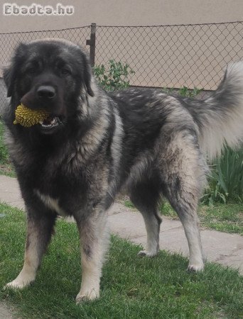 Sarplaninai juhászkutya