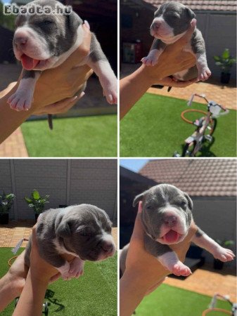 3 hetes american bully xl kiskutyàk foglalhatók