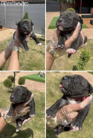 3 hetes american bully xl kiskutyàk foglalhatók