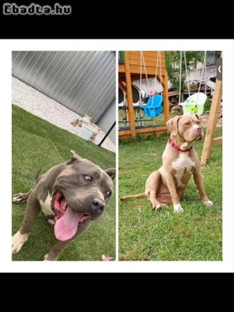 3 hetes american bully xl kiskutyàk foglalhatók