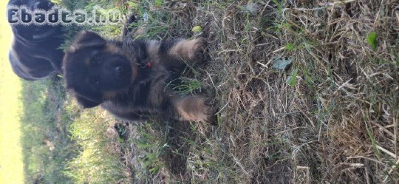 Eladó németjuhász kölykök