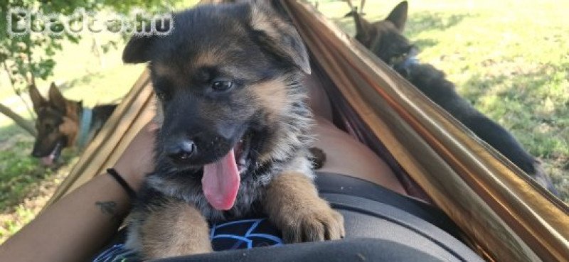 Eladó németjuhász kölykök