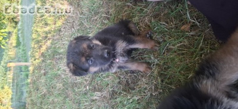 Eladó németjuhász kölykök