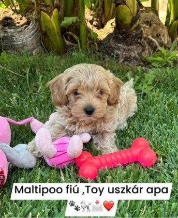 Maltipoo