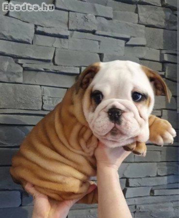 angol bulldog nőstény kölyköt