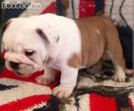 Angol bulldog Kölykök