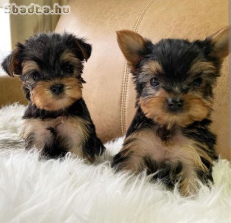 Yorkshire terrier kölykök