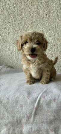 Maltipoo