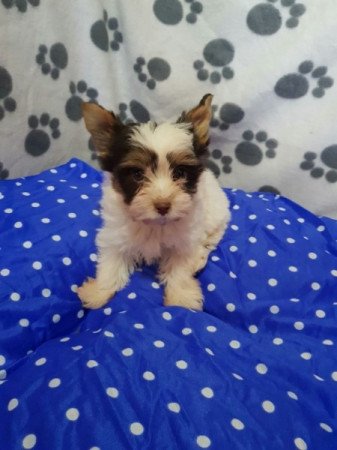 Yorkshire terrier mini biewer csoki