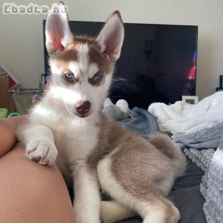 Imádnivaló fajtatiszta szibériai husky kölykök